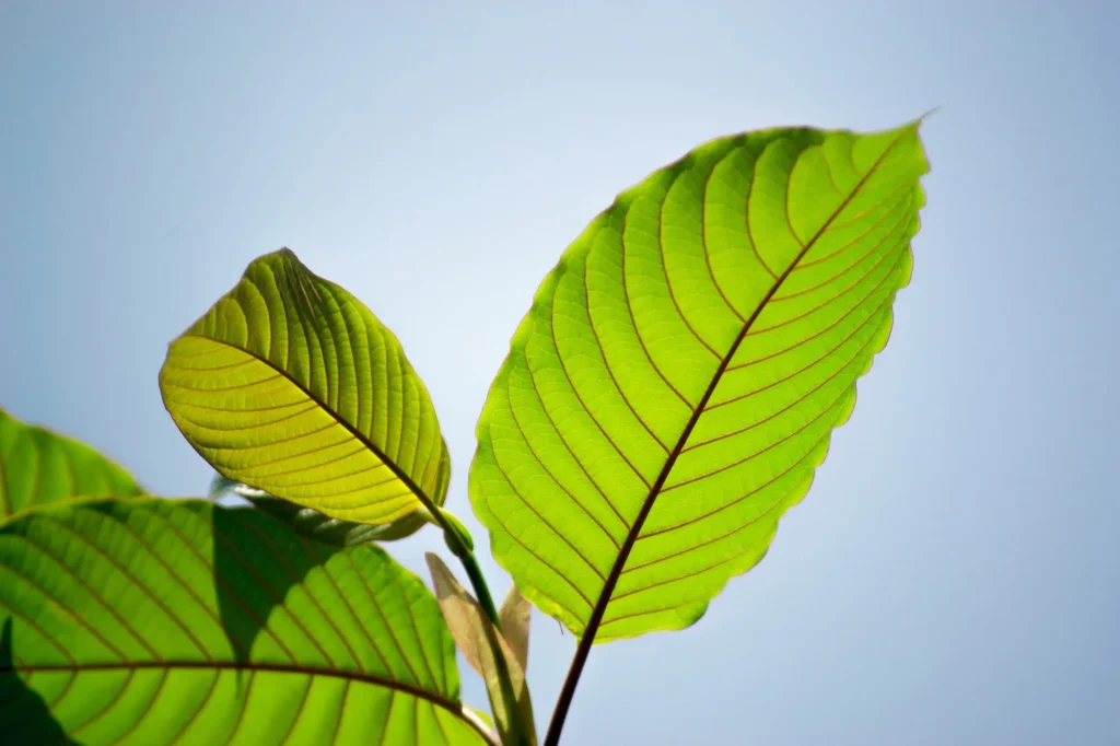 top rated kratom